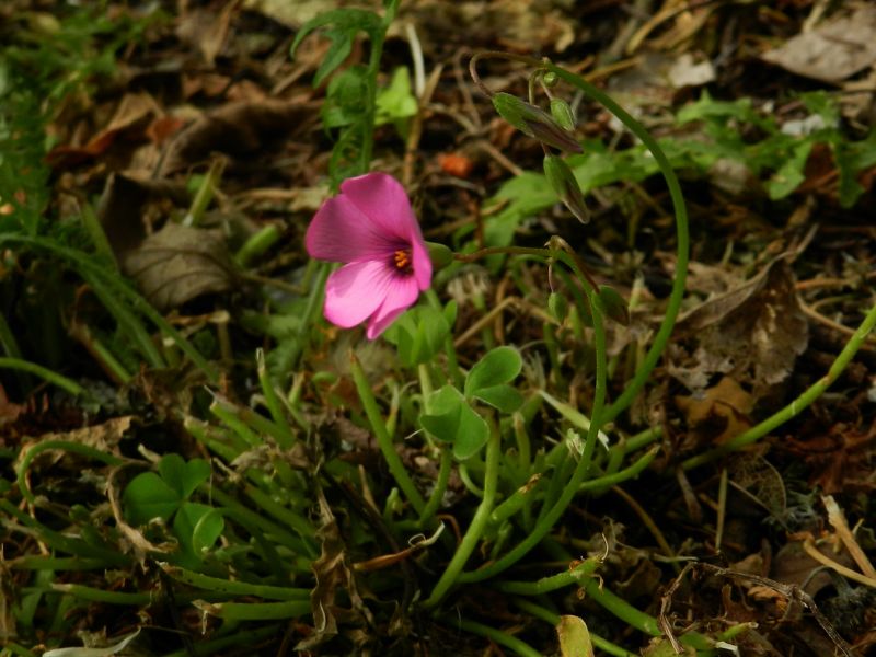 Oxalis articulata